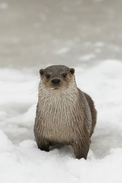 Otter Lutra Lutra Winter — Stock Photo, Image