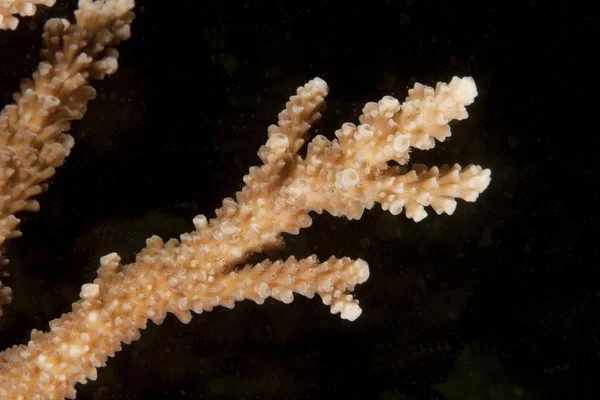 Steinkorallen Acropora Nahaufnahme — Stockfoto