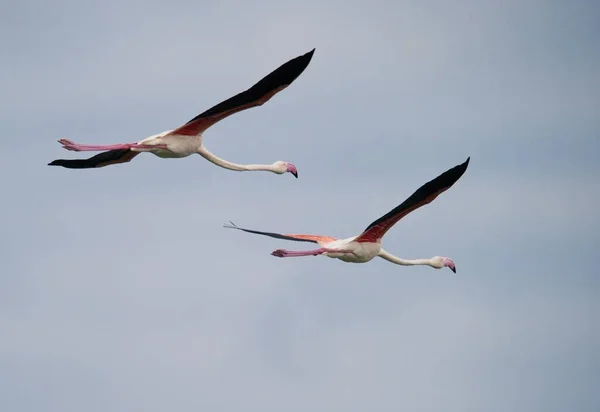 Two Flamingos Phoenicopterus Ruber Flight Tanzania Africa — Stock Photo, Image