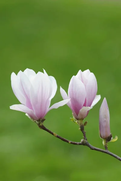 Tulipán Magnolia Flores Magnolia Soulangeana Amabilis Variedad Cultivada —  Fotos de Stock