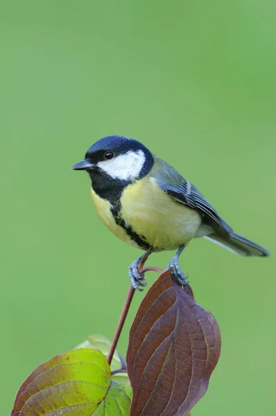 木の枝の上に座って素晴らしいシジュウカラ ヤマガラ主要な鳥 — ストック写真