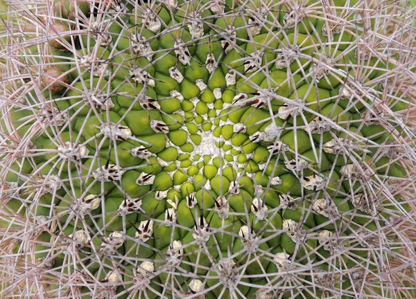 Vörös Aranyhordó Kaktusz Echinocactus — Stock Fotó