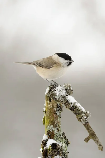 Pequeño pájaro de Marsh Tit — Foto de Stock