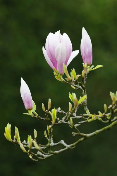 Tulipán Magnolia Magnolia Soulangeana Amabilis Variedad Cultivada —  Fotos de Stock