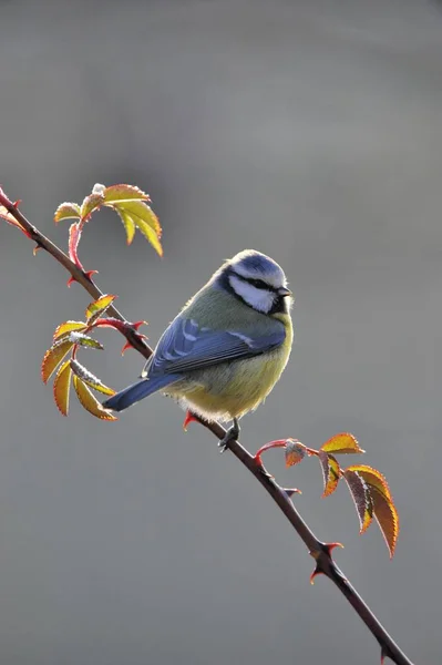 Ptak siedzący na gałęzi — Zdjęcie stockowe