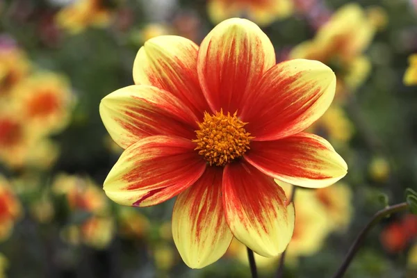 Красный Желтый Простой Цветок Dahlia — стоковое фото