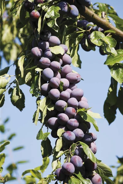 Prunes Prunus Domestica Suspendues Une Branche — Photo