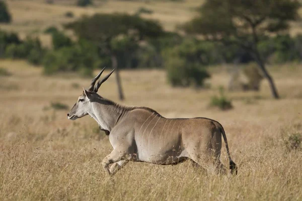 Common Eland Eland Antilope Taurotragus Oryx Running Serengeti National Park — Fotografia de Stock