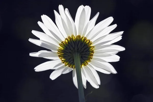 Marguerite Moon Daisy Oxeye Daisy Blossom Bakgrundsbelysning Leucanthemum Vulgaris — Stockfoto