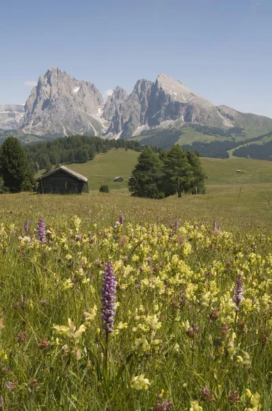 Belles montagnes et champs verts — Photo