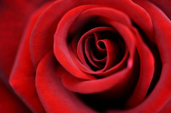 赤いバラの花 ローザのショットをクローズ アップ — ストック写真