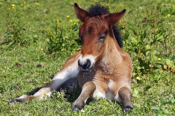 アイスランドの馬は屋外の動物概念 — ストック写真