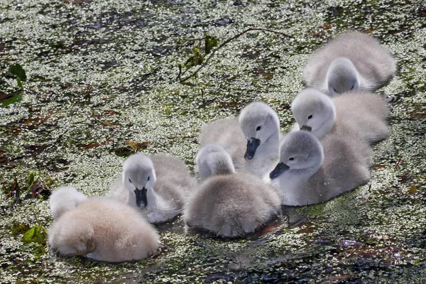 Swan piskląt ptaków — Zdjęcie stockowe