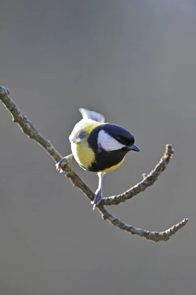 Grande Tit Parus Grande Pássaro Sentado Galho Árvore — Fotografia de Stock