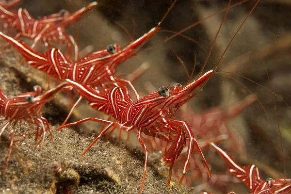 Hinge Beak Prawn Durban Shrimp — Stock Photo, Image