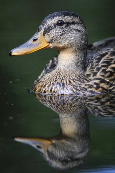 Pássaro-do-pato — Fotografia de Stock