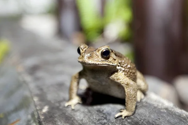 Toad Bufonidae Frog Outdoors — Stock Photo, Image