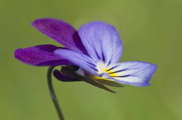 Heartsease Viola Tricolor Close Seup Fauna Nature — стоковое фото