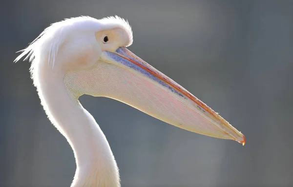 Weißpelikan — Stockfoto