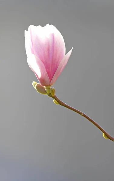 Blossom magnolia flower, Magnolia soulangeana, Amabilis cultivar