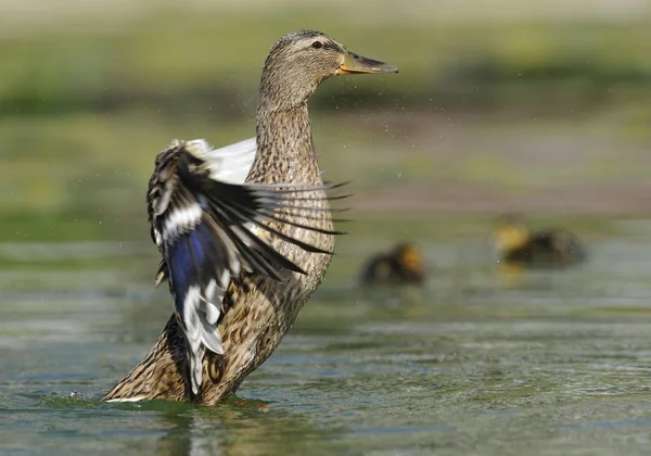 Mallard duck bird flying — Stock Photo, Image