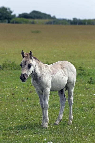 Konik Koni Tarpan Lub Dziki Koń — Zdjęcie stockowe