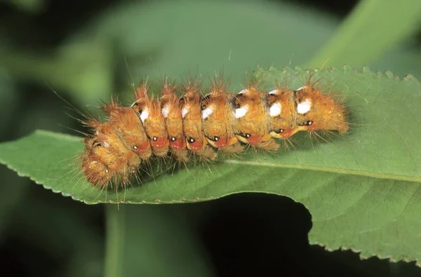 結び目草蛾 Pharetra Rumicis キャタピラのクローズ アップ — ストック写真