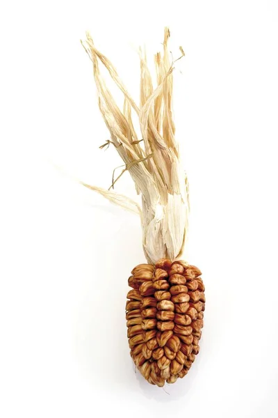 Сезонная декоративная кукуруза — стоковое фото