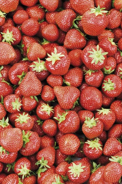 Органічні полуниці ягоди — стокове фото