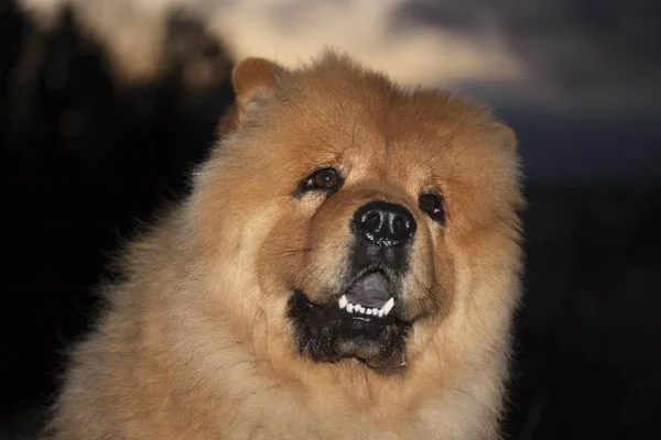 Chow Chow Retrato Cão — Fotografia de Stock