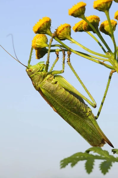 Great Green Bush Cricket Tettigonia Viridissima — Stock Photo, Image