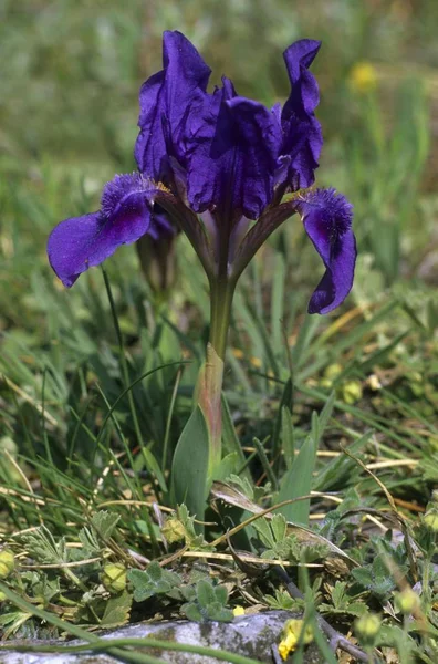 Iris Enano Iris Pumila Tipo Azul — Foto de Stock