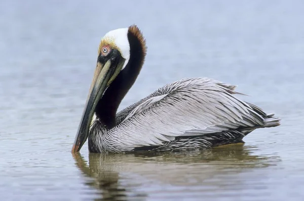 Pássaro pelicano nadando na lagoa — Fotografia de Stock