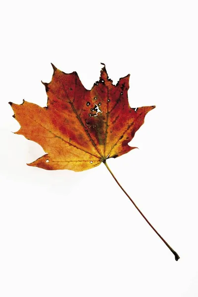 Maple Leaf Autumn Leaf Isolated White Background — Stock Photo, Image