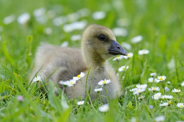 Mignon Petit Oiseau Oie Greylag Anser Anse Gosling — Photo