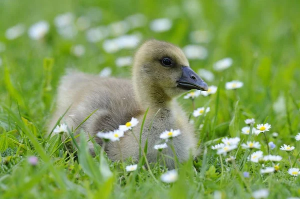 Lindo Poco Greylag Ganso Pájaro Anser Anse Gosling — Foto de Stock