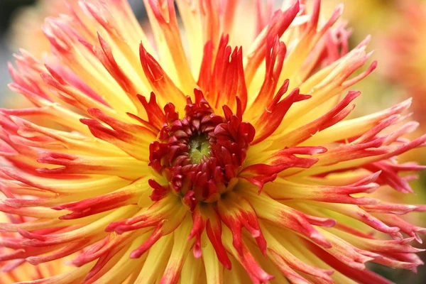 Flower Cactus Dahlia Dahlia Hybrida — Stock Photo, Image