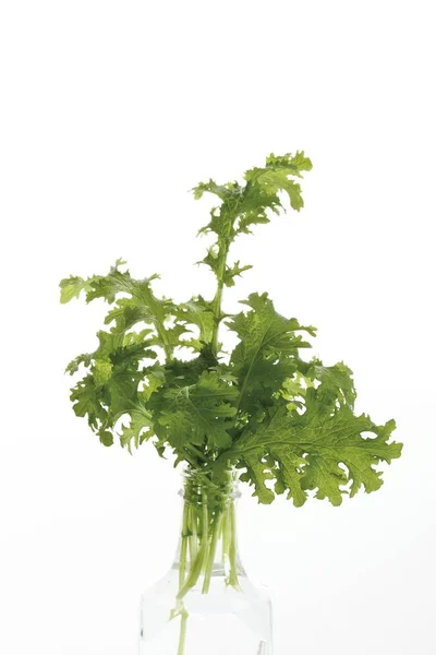 Leafy Mustard Brassica Juncea Green Plant — Stock Photo, Image