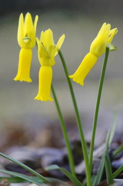 Cyclamineus daffodil images libres de droit, photos de Cyclamineus daffodil  | Depositphotos