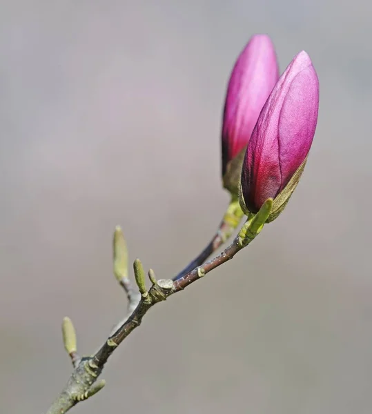 Цветущий Цветок Магнолии Magnolia Soulangeana Amabilis Cultivar — стоковое фото