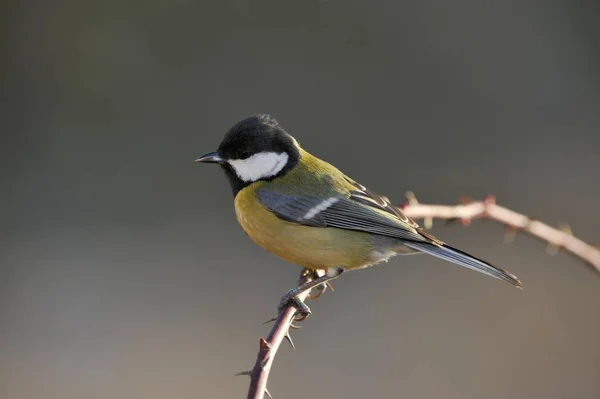 Pájaro Mayor Great Tit Parus Sentado Rama Del Árbol — Foto de Stock