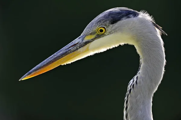 Reiger portret — Stockfoto