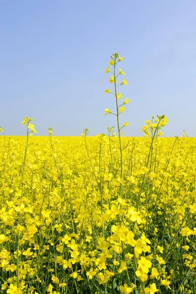 満開の菜の花畑 ナタネ — ストック写真