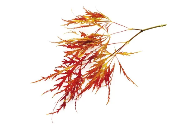 Feuille Érable Japonaise Acer Palmatum — Photo