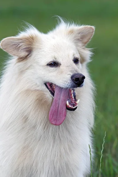 Kleine Witte Hond Spitz Halve Ras Portret Man — Stockfoto