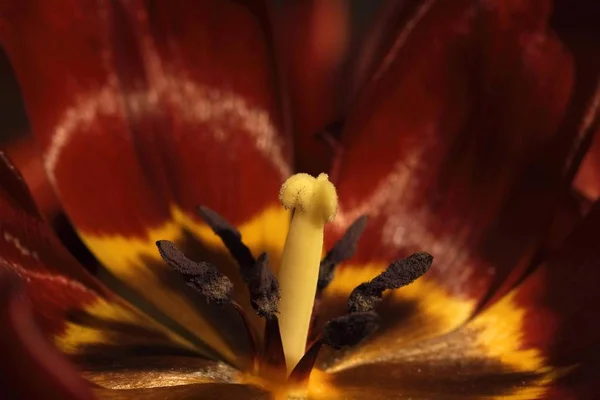 Close Flor Tulipa Florescente — Fotografia de Stock