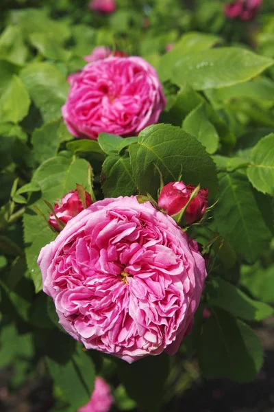 Yolande Aragon Rose Variedad Portland Rose Rosa Histórica 1843 Con —  Fotos de Stock