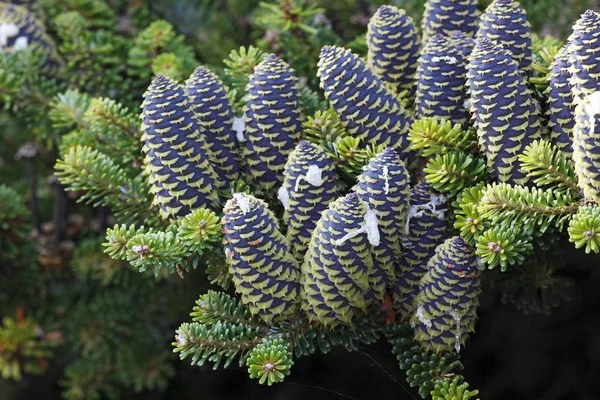 Korean Fir Abies Koreana Conifer Branches Cones — Stock Photo, Image