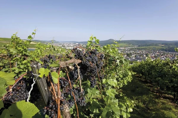 Raisins Noirs Sur Vigne Pleine Croissance Avec Vue Sur Ahrweiler — Photo