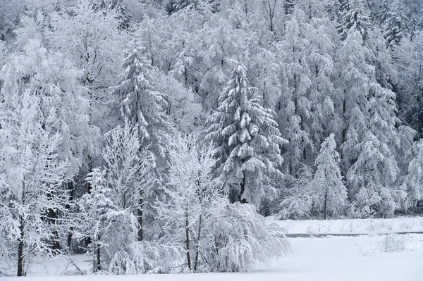 Bomen bedekt met vorst, sneeuw — Stockfoto